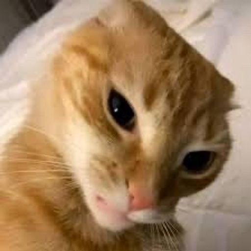 AI Support Cat