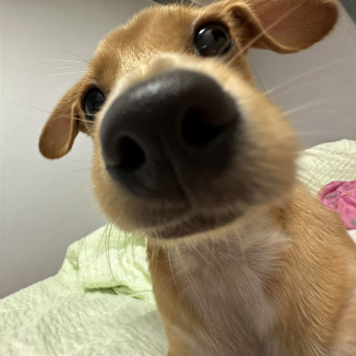 nif