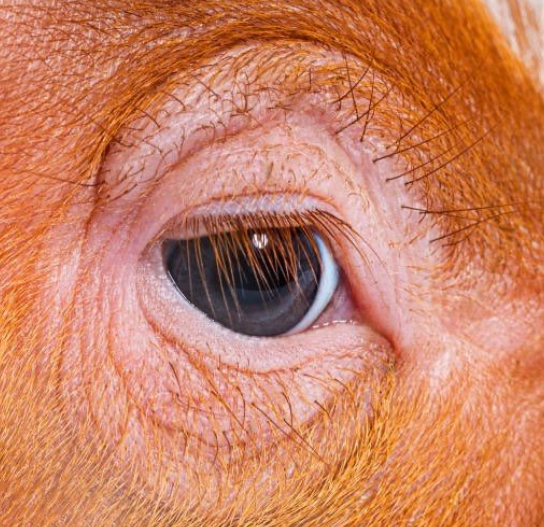 Trump or Pig