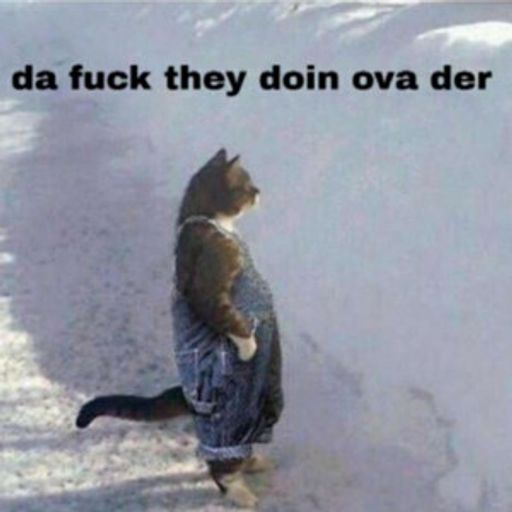 da fuck cat
