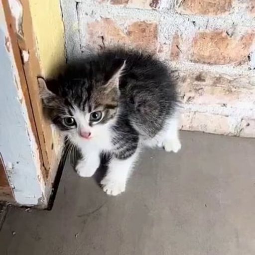 KITTEN