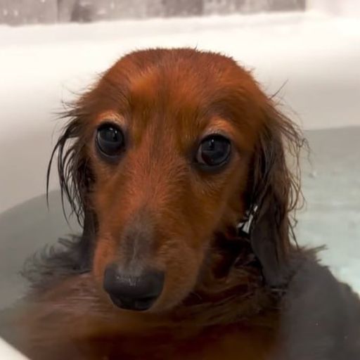 fartdog