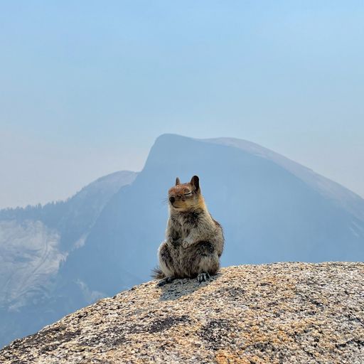 Meditating ChipMonk