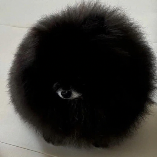 HOMUNCULUS DOG