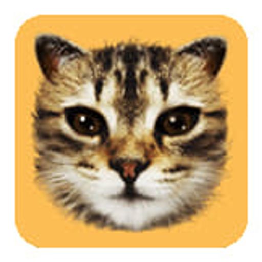 #cat