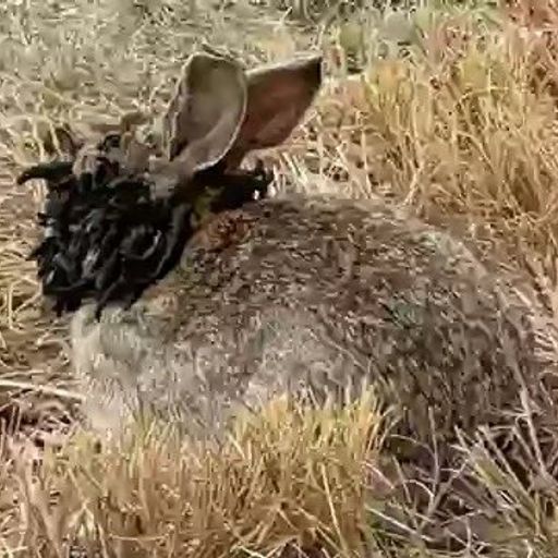 Frankenstein Rabbits