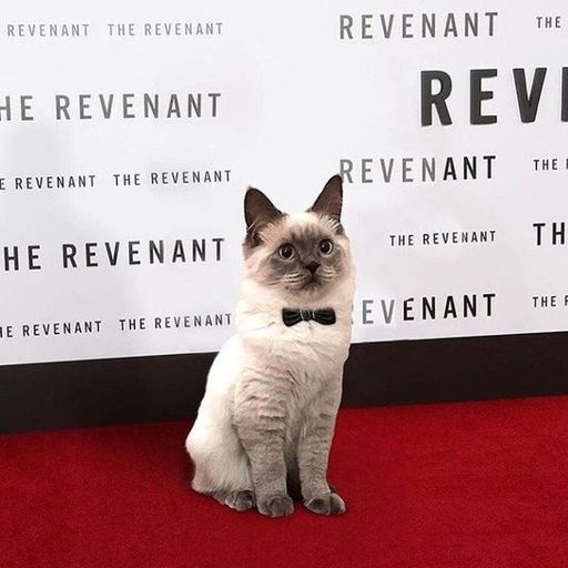 The Red Carpet Cat