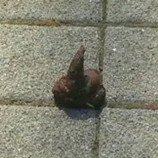 dog shit