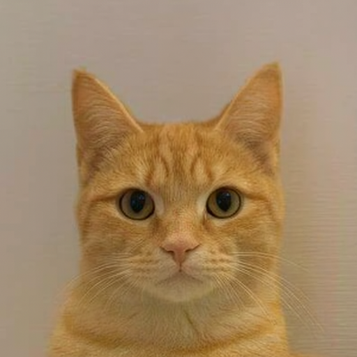  It's just a Cat