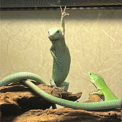 Disco Lizard