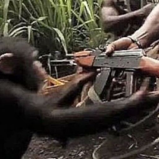 Ape With AK-47