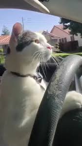 FIRST DRIVING CAT
