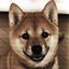 Dog Classic