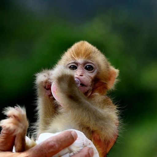 darwin monkey