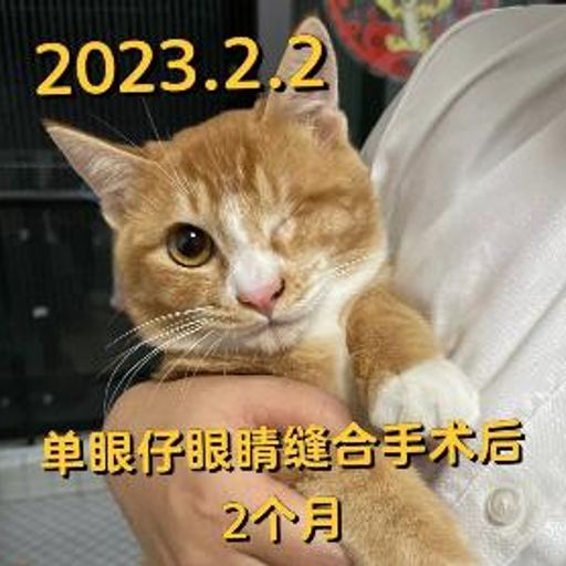 单眼猫