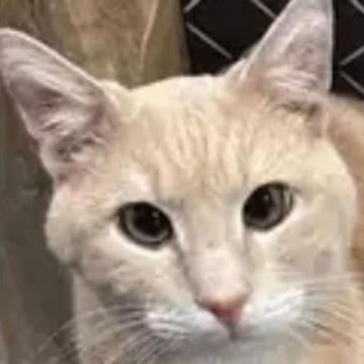 Mochi